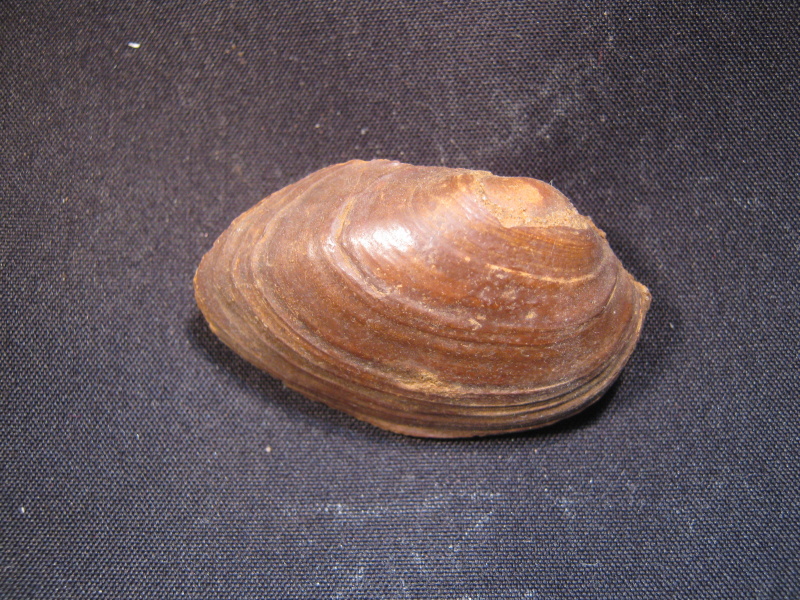 bílin.jpg
