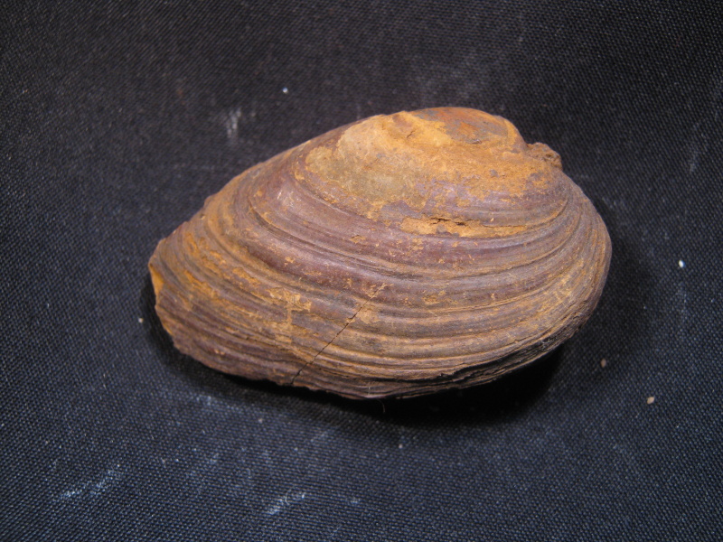bílin3.jpg